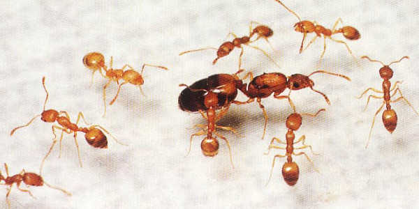 mrówka faraona, szkodnik